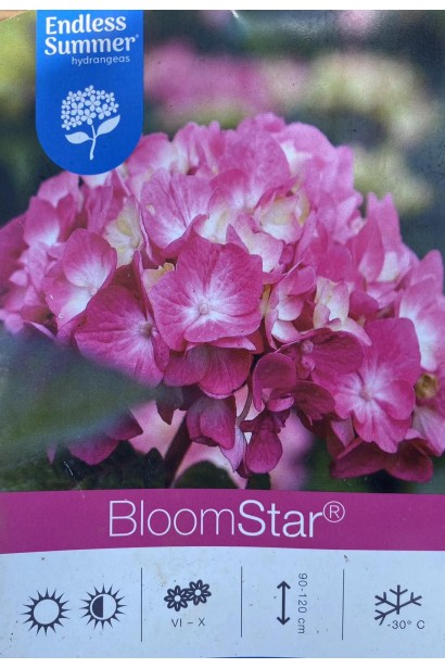 Гортензия широколистная Ендлес Саммер Блум Стар